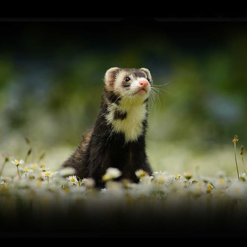 Adopt a Ferret Month