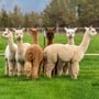 Alpaca Day