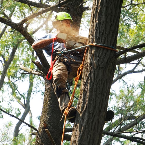 Arborist Appreciation Day