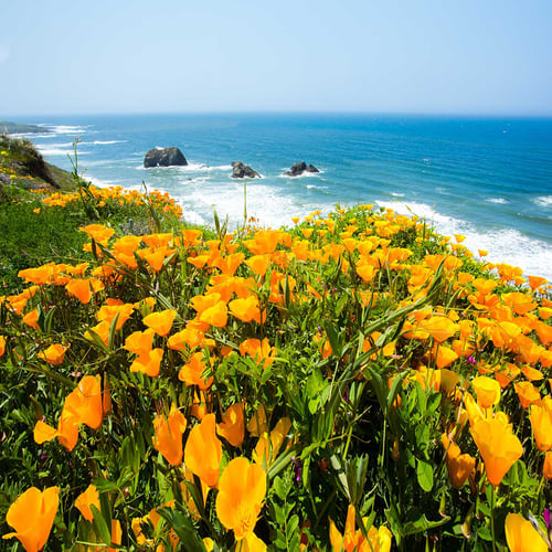 California Poppy Day