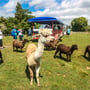 Christchurch Show Day