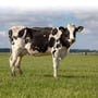 Cow Milked While Flying in an Airplane Day