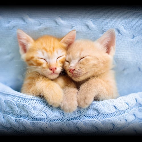 Cuddly Kitten Day