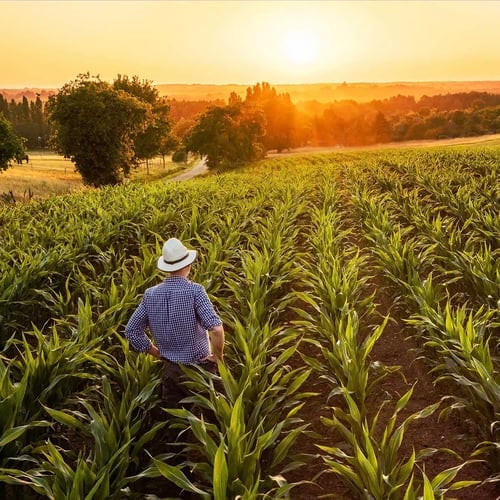 Farmer Day