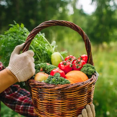 Fresh Veggies Day