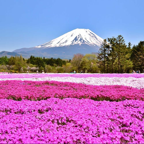 Fuji Shibazakura Festival