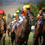 Geelong Cup Day