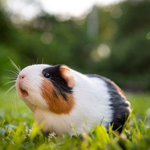 Guinea Pig Appreciation Day