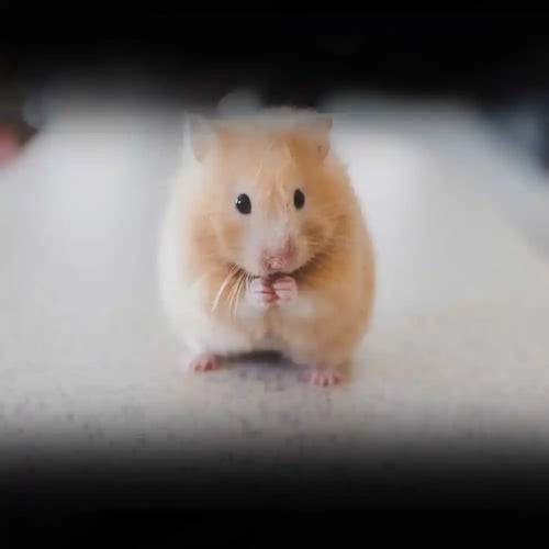 Hamster Day