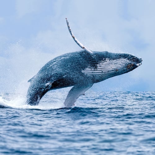 Humpback Whale Awareness Month