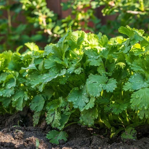 I Hate Coriander Day