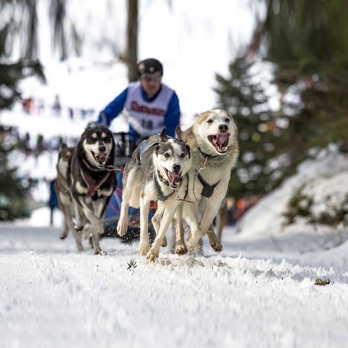 Iditarod Trail Sled Dog Race