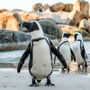 International African Penguin Awareness Day