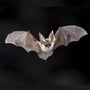 International Bat Appreciation Day