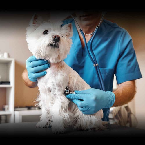 International Day of Veterinary Medicine