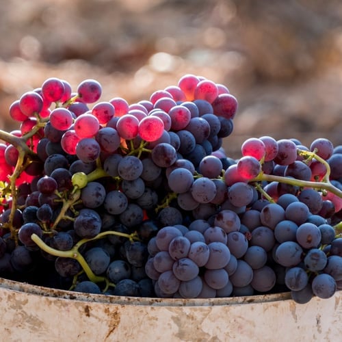 International Grenache Day