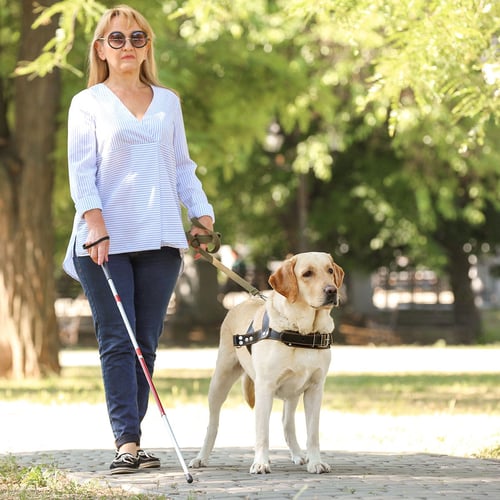 International Guide Dog Day