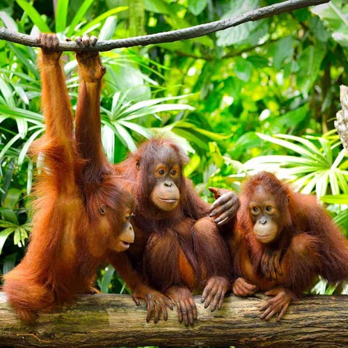 International Orangutan Day