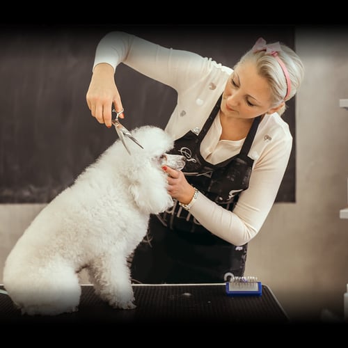 International Pet Groomer Appreciation Day