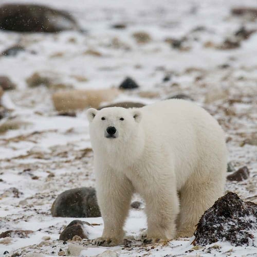 International Polar Bear Day