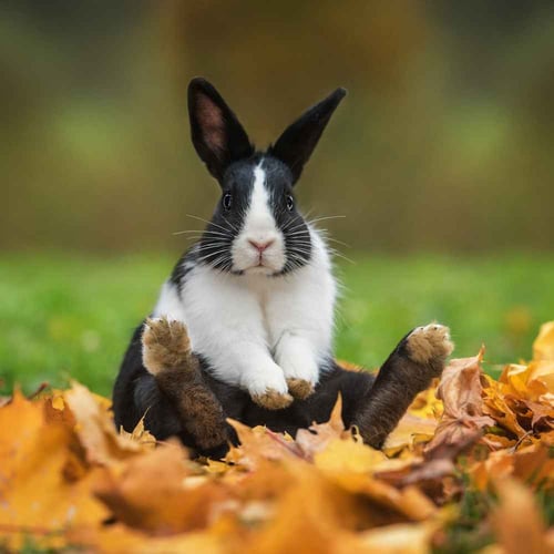 International Rabbit Day