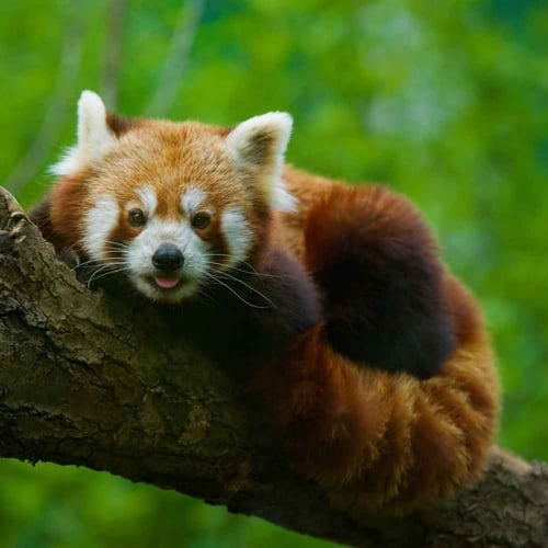 International Red Panda Day