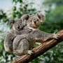 International Wild Koala Day