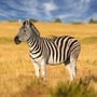 International Zebra Day