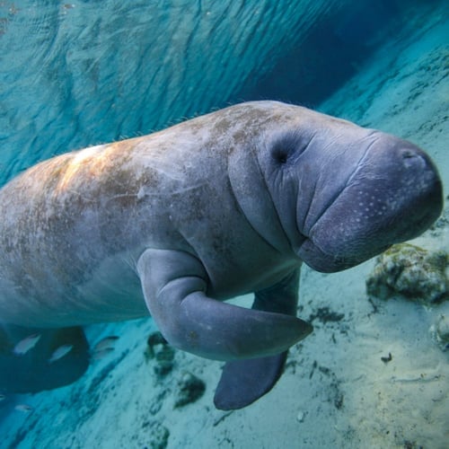 Manatee Appreciation Day