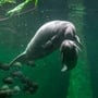 Manatee Awareness Month