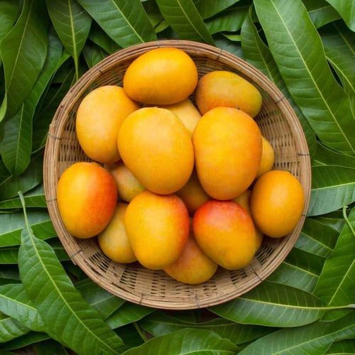 Mango Day