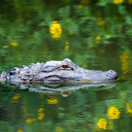 National Alligator Day