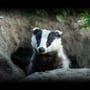 National Badger Day