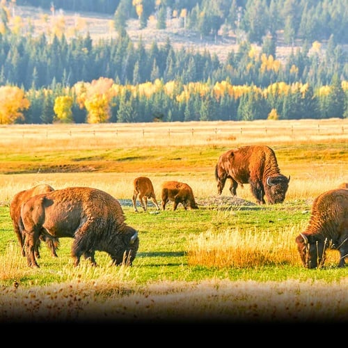 National Bison Month