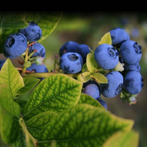 National Blueberry Day