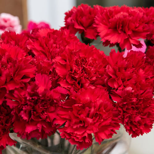 National Carnation Day