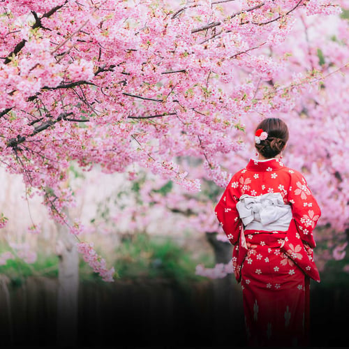 National Cherry Blossom Festival