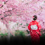 National Cherry Blossom Festival