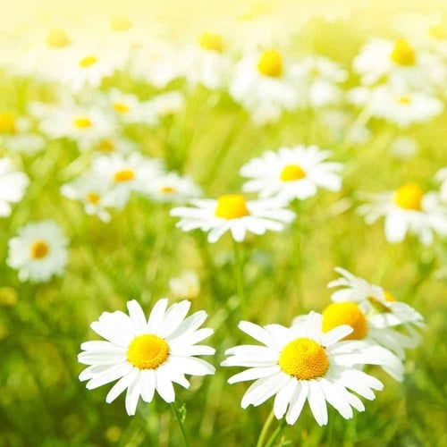 National Daisy Day