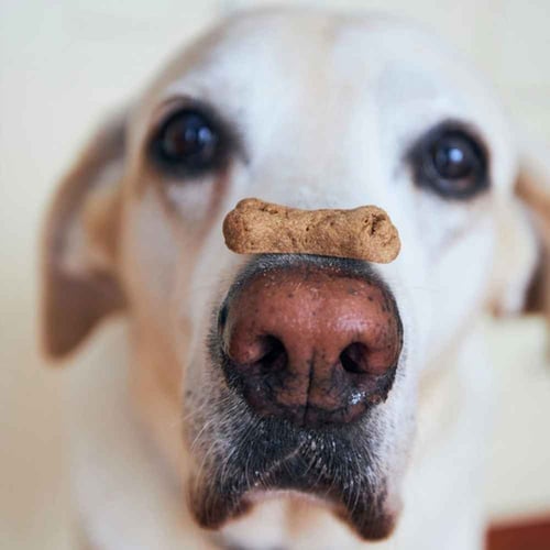 National Dog Biscuit Day