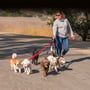 National Dog Walker Appreciation Day