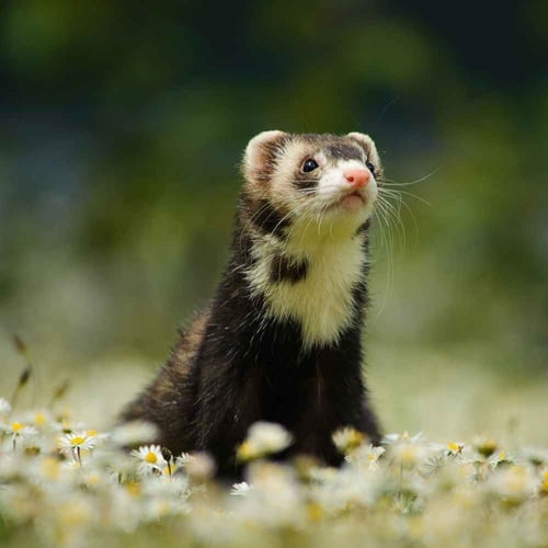 National Ferret Day