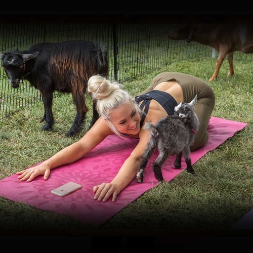 National Goat Yoga Month