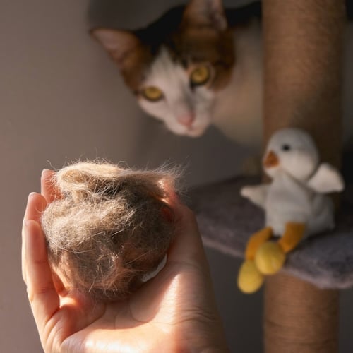 National Hairball Awareness Day