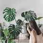 National Houseplant Appreciation Day