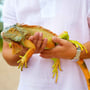 National Iguana Awareness Day