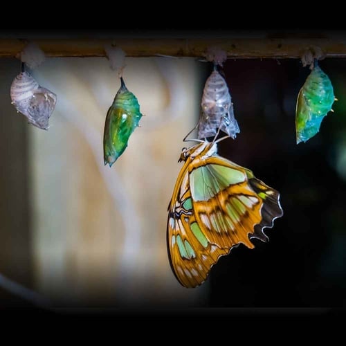 National Learn About Butterflies Day