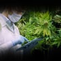 National Medical Cannabis Week