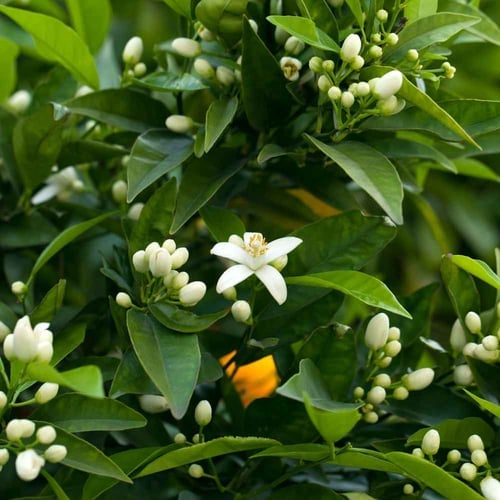 National Orange Blossom Day