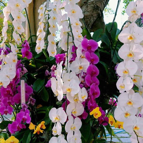 National Orchid Day